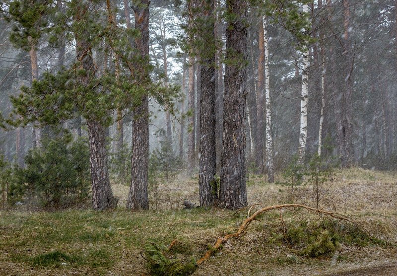 снегопад лес ветер Лесной этюдphoto preview