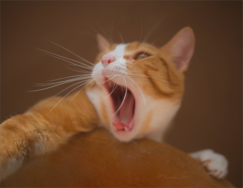 кошки, животные, портрет Don\'t say goodbyephoto preview