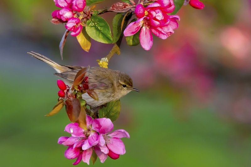 Chiffchaffphoto preview