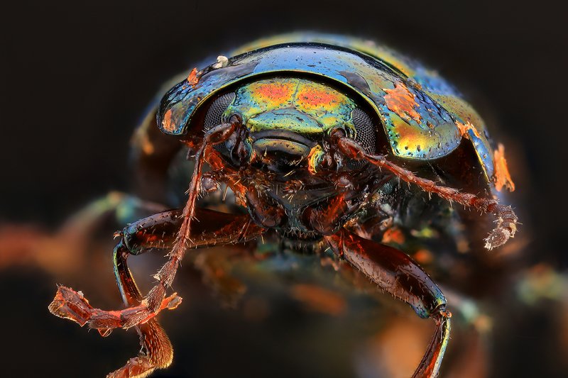 супермакро макро жук photo preview