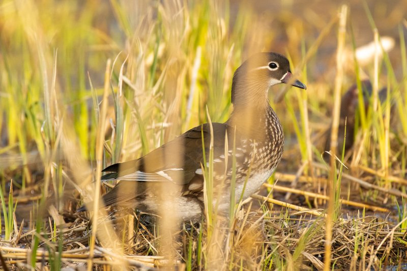 mandarinduck, duck, wildlife, lake, bird, colors Mandarin Duckphoto preview