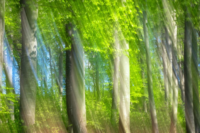 #nature #abstract #icem #forest #freshgreen #panning #silhouette  Springtime dreamphoto preview