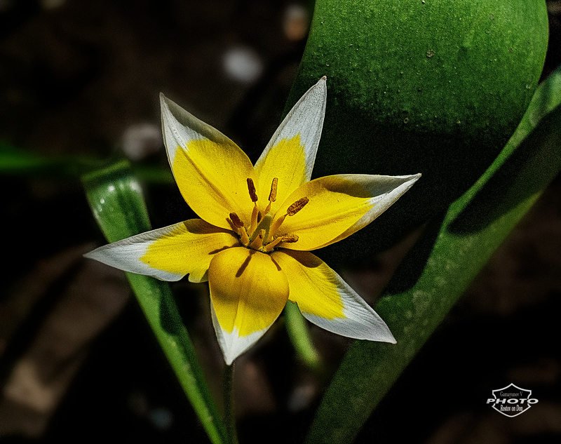 вестник весныphoto preview