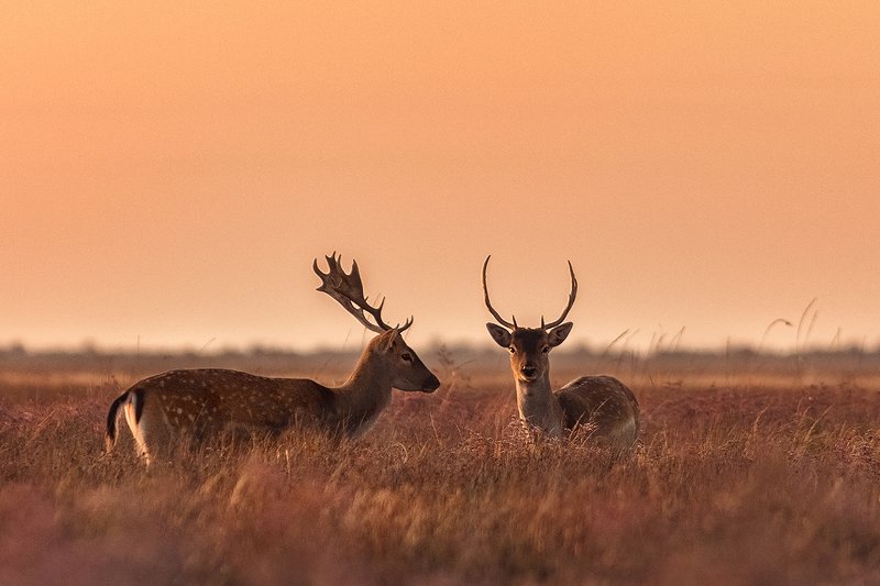 благородные олени, олени, джарылгач, украина, остров , рассвет, заповедник,nature reserve, red deer, deer, dzharylgach, ukraine, island, dawn, reserve Благородные олениphoto preview