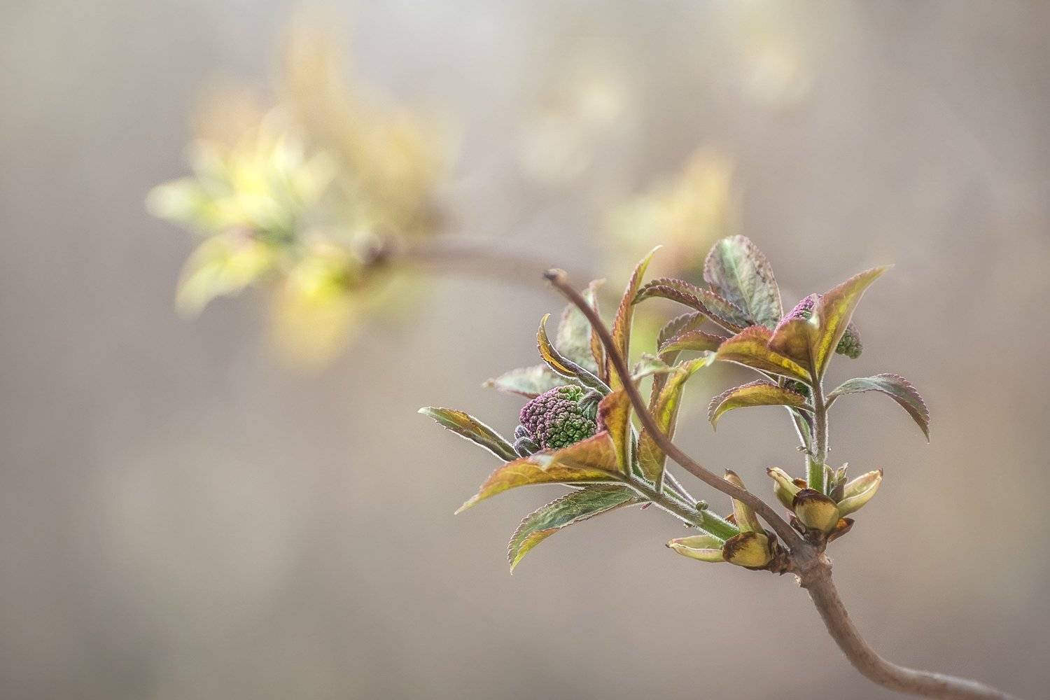 , Шинкарева Елена