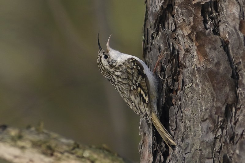 Пищухина песняphoto preview