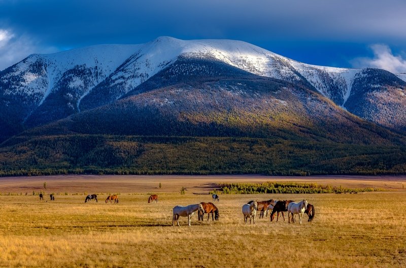 Чуйская степь.photo preview