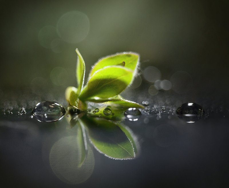 макро, весна, жизнь, вода, чудо этот мирphoto preview