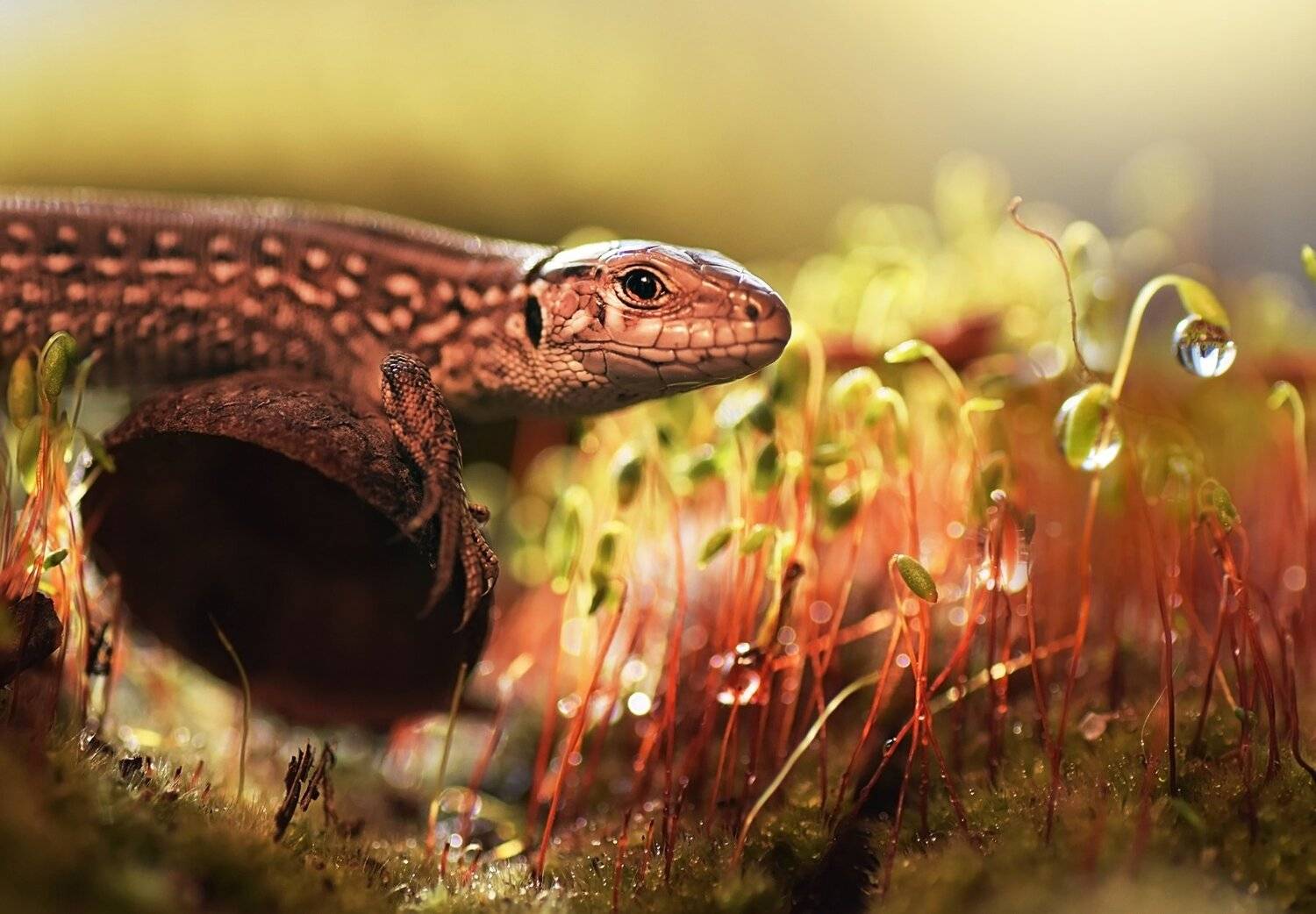 Утро. Автор: Лапшина Владлена , Лапшина Владлена