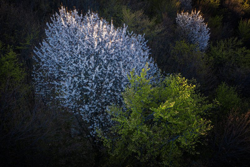 #nature #forest #aerial #blossom cherry #spring #springtime Above the forestphoto preview