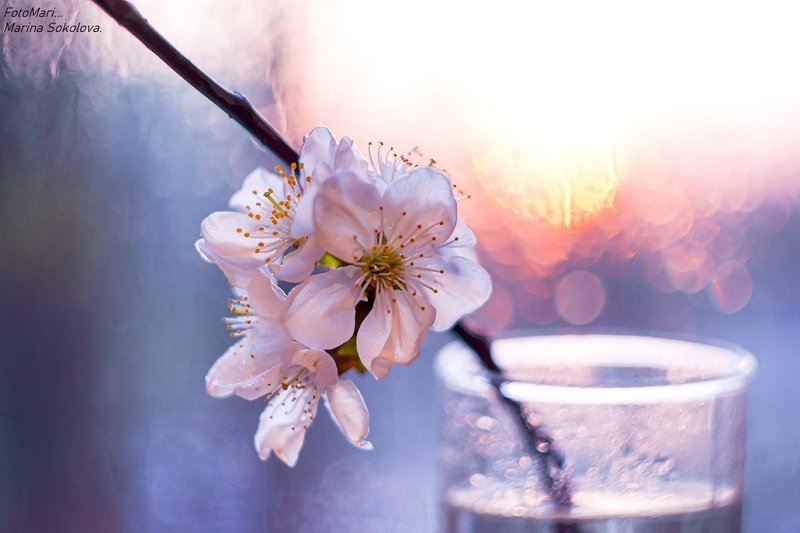 Весеннее настроение...photo preview