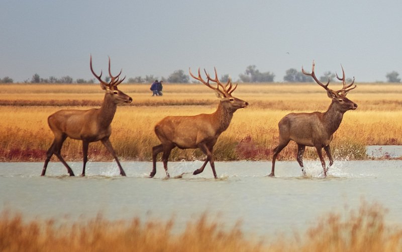 благородные олени, олени, джарылгач, украина, остров , рассвет, заповедник,nature reserve, red deer, deer, dzharylgach, ukraine, island, dawn, reserve Грациозностьphoto preview