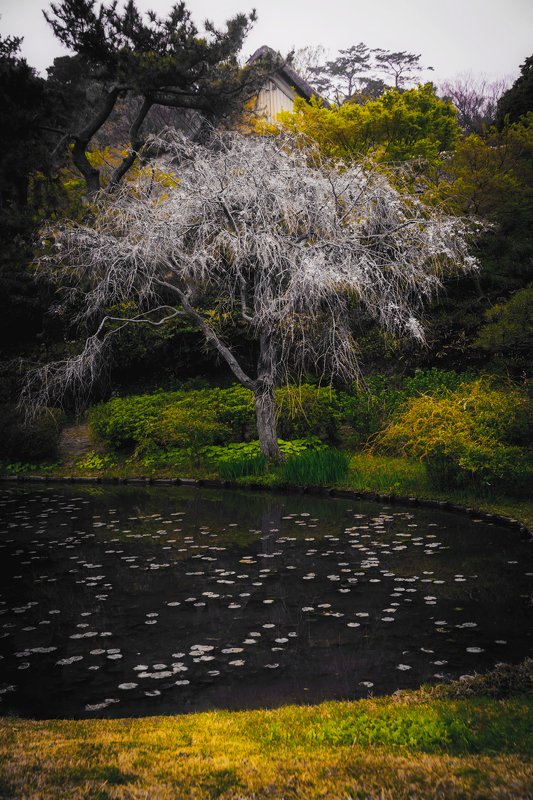 park pond senkeien yokohama nopeople japan park tree winter dead alone green left in the winterphoto preview