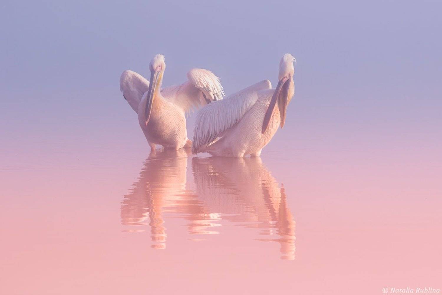 Два Пеликана .... Автор: Наталья Рублина пеликаны,белые пеликаны,птицы,животные,минимализм,природа, Наталья Рублина
