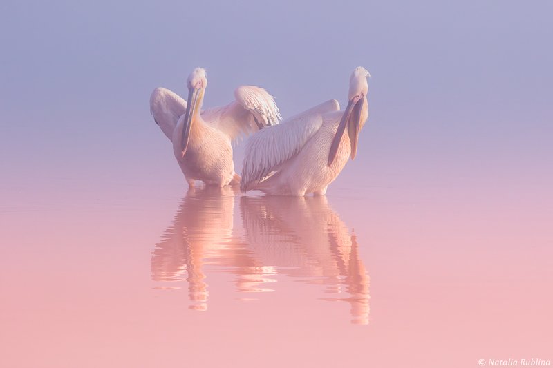 пеликаны,белые пеликаны,птицы,животные,минимализм,природа Два Пеликана ...photo preview