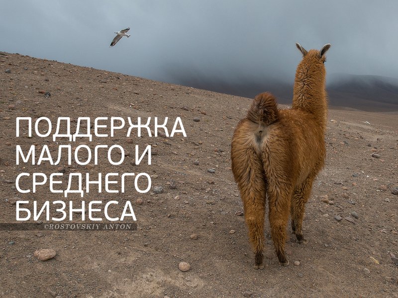 Боливия, фототур, лама, альпака, юмор, К нам повернулись лицом)photo preview