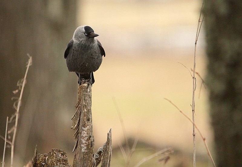 животные птицы весна галка Сижу жду...photo preview
