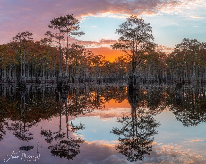 кипарис, болото, озеро, отражение, вода, туман, утро, осень, фото-тур, США Утренняя зорька на кипарисовом озереphoto preview