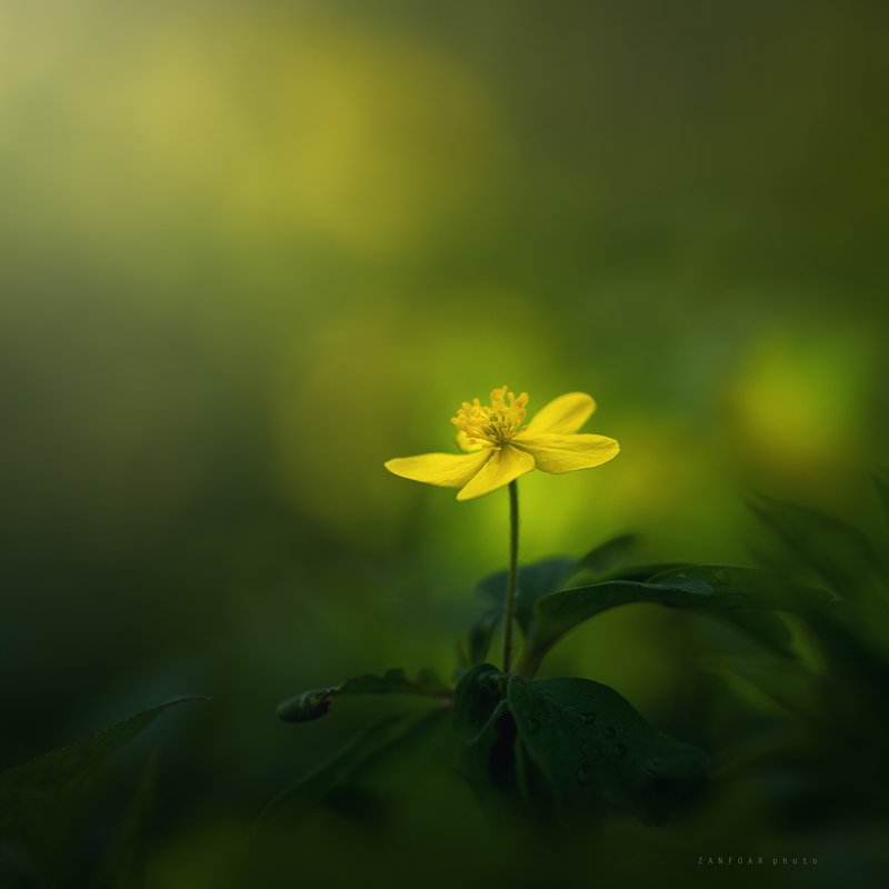 желтая красавица,zanfoar,czechia,czech republic,nikon d750,macro,чехия желтая красавицаphoto preview