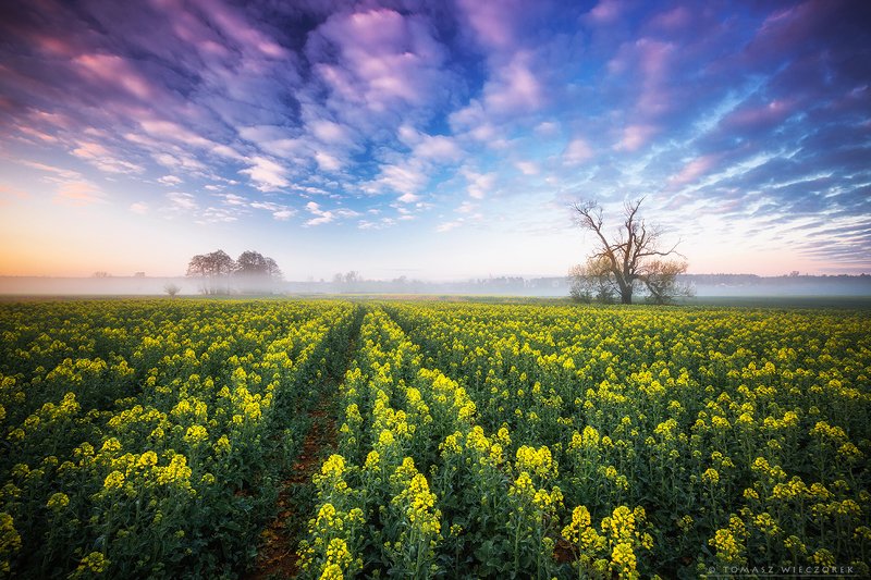 poland, polish, landscape, sunrise, sunset, colours, awesome, amazing, adventure, travel, beautiful, morning, clouds, colza, spring, sky, fog, mist, mood Spring paradisephoto preview