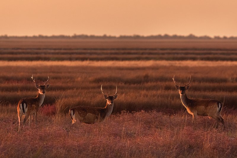благородные олени, олени, джарылгач, украина, остров , рассвет, заповедник,nature reserve, red deer, deer, dzharylgach, ukraine, island, dawn, reserve Неожиданная встречаphoto preview