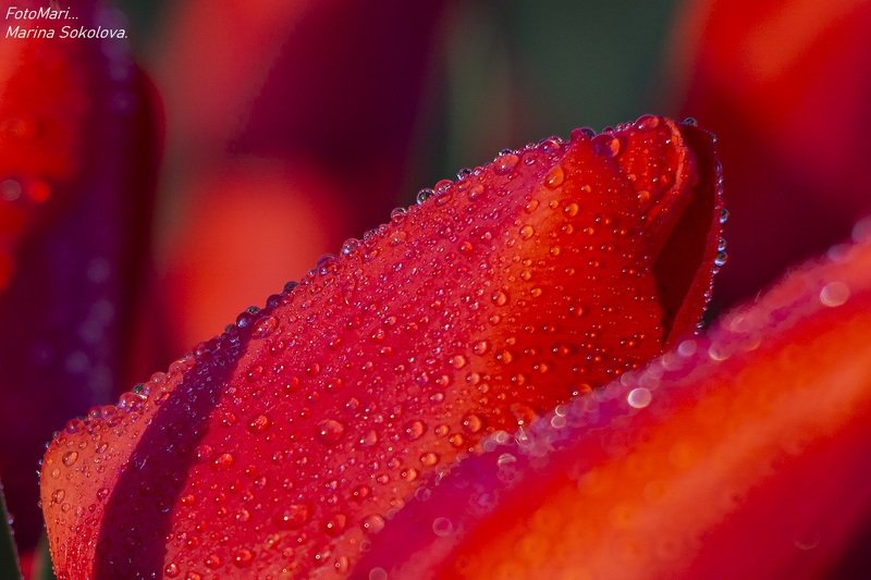 Красные тюльпаны.photo preview