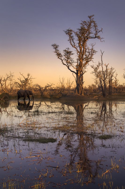 swamp giantphoto preview