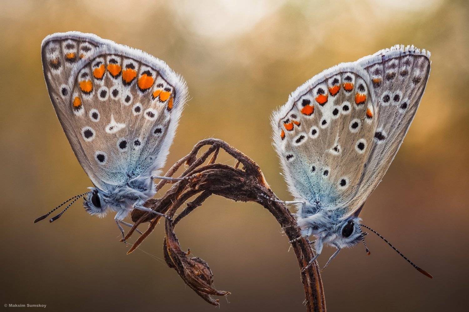 утро,стекинг,бабочка,, Максим Сумской