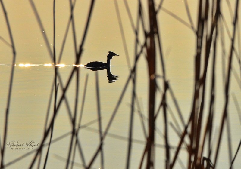 рассвет, утка, чомга С шлейфом солнечных брызгphoto preview