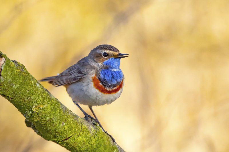 Bluethroatphoto preview