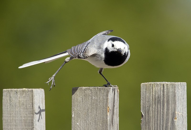 трясогузка, птицы Зарядку делай по утрамphoto preview