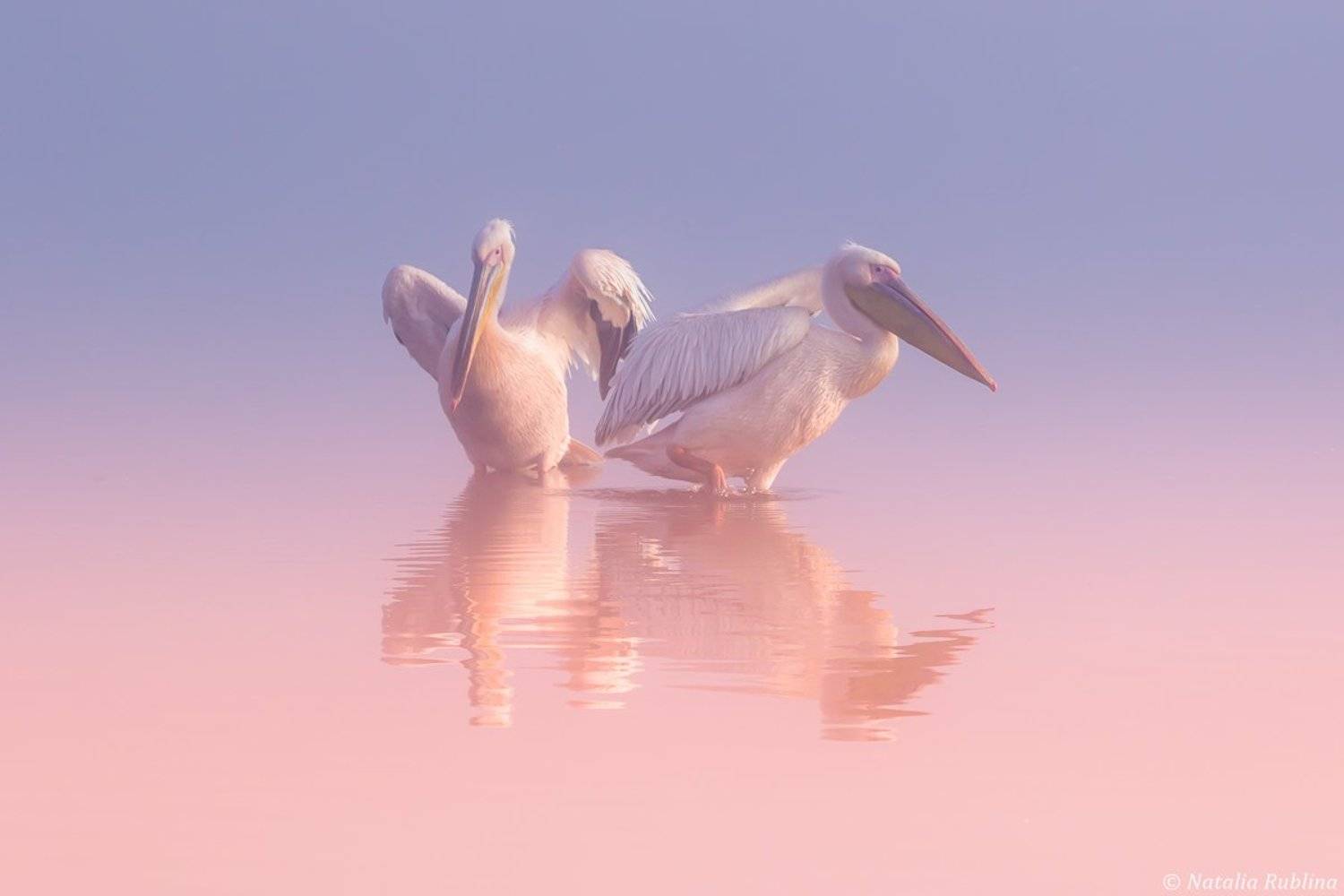 пеликаны,белые пеликаны,ангелы,птицы,животные,утро,минимализм,умиротворение,природа, Наталья Рублина