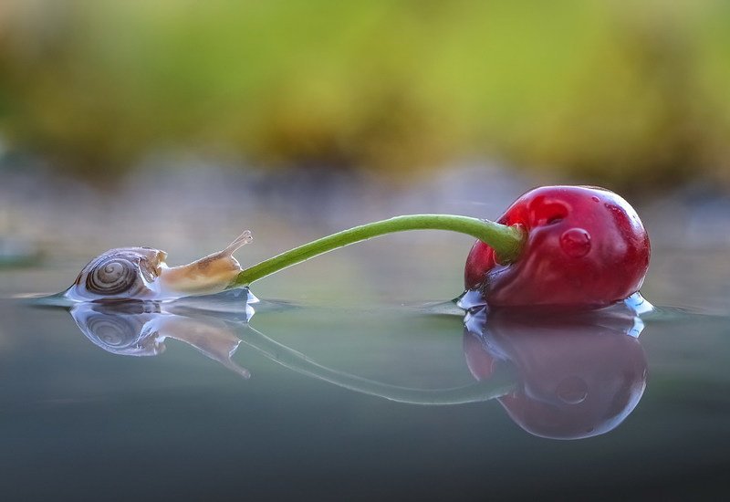 Поспели вишни в саду у дяди Вани...photo preview