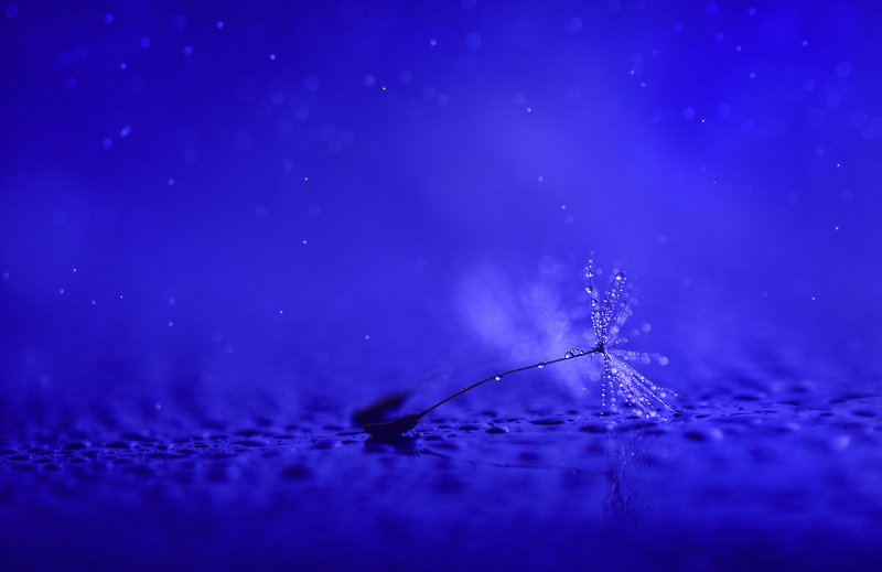 DANDELION, DANDELION_SEED, MACRO, FLORA, RAIN, CLOSE_UP, BOKEH, LIGHT, BLUE, SEED, SEEDS, GENTLE, DELICATE, WITHE, BACKLIGHT -*photo preview