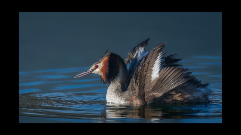 Расправить крыльяphoto preview