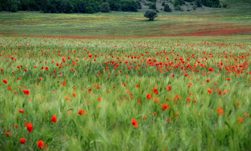 Серия Крымphoto preview