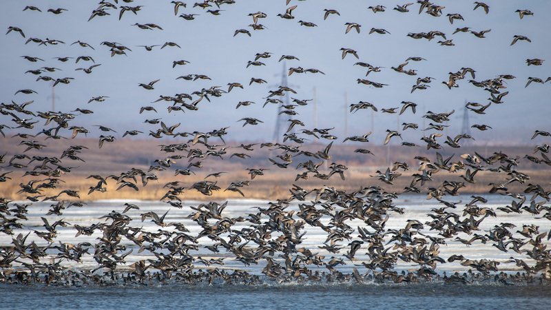 весенний пролёт, птицы, миграция, приморский край, birds, wildlife, nature Весенний пролёт птицphoto preview
