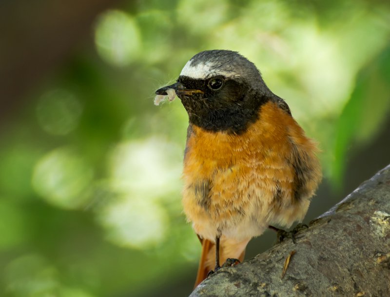 птица, горихвостка, самец, птенец, горихвостка..photo preview