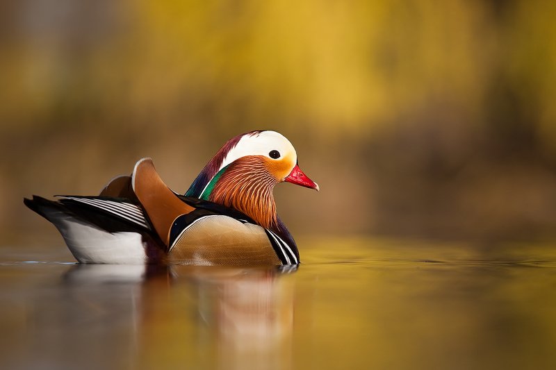Mandarin duckphoto preview