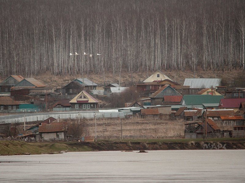 животные птицы лебеди весна Лебеди летят над деревнейphoto preview