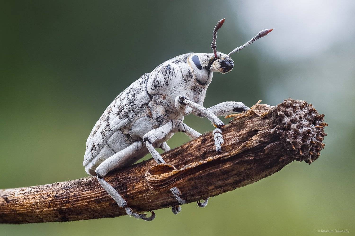 макро,стекинг,индустар,утро, Максим Сумской