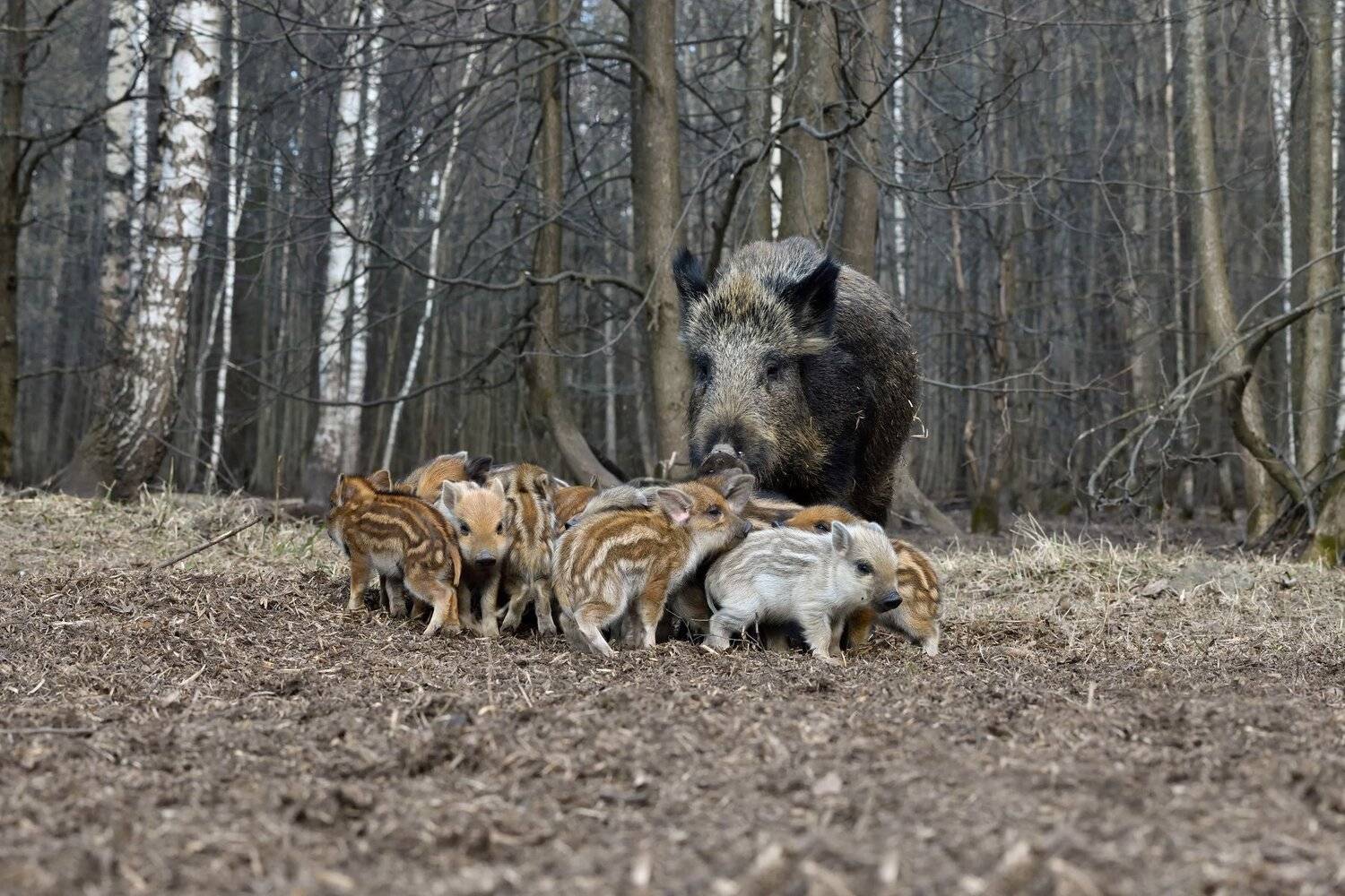 все мои на месте. Автор: Виталий Полуэктов лес,весна,животные, Виталий Полуэктов