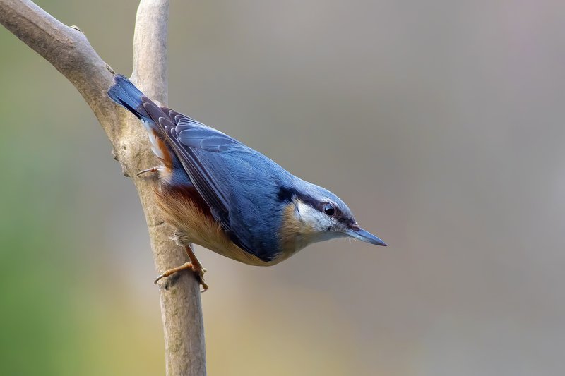 Nuthatchphoto preview