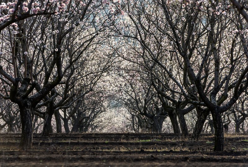 Spring timephoto preview