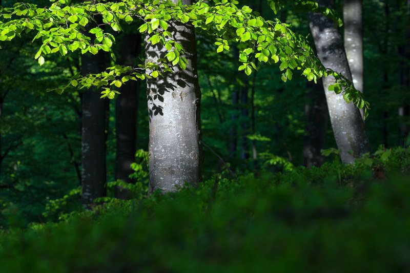 #nature #green #forest #stayhome #hardlight #springtime #beauty Fresh greenphoto preview