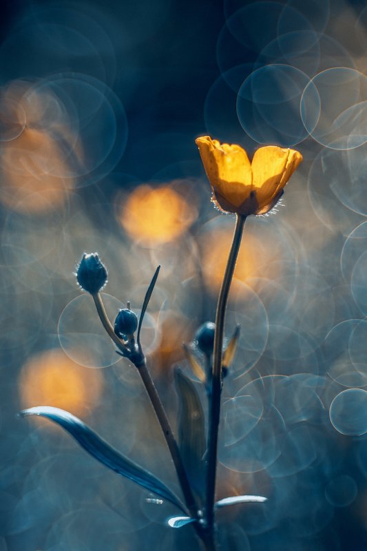 Awakeningphoto preview