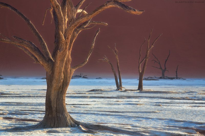 намибия, пустыня, песок, соль, глина, дюны, солнце, дерево, рассвет, озеро, африка, южная, высохшее, Намибия, Namibia, desert, sand, dune, sunrise, trees, lake Стражи пустыниphoto preview