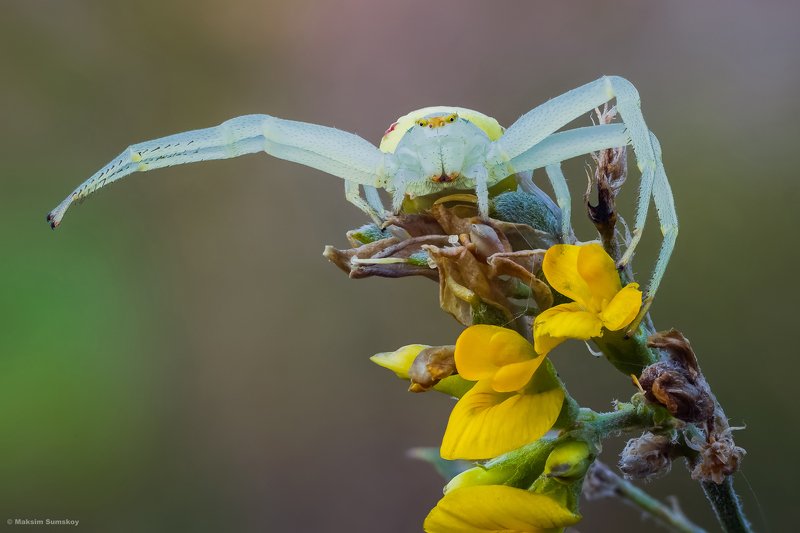 макро,стекинг,утро, паук,вега-11у Он туда пошелphoto preview