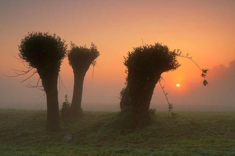 morning, sunrise, light, sun, tree, mood, mist, fog, willow, Three sistersphoto preview