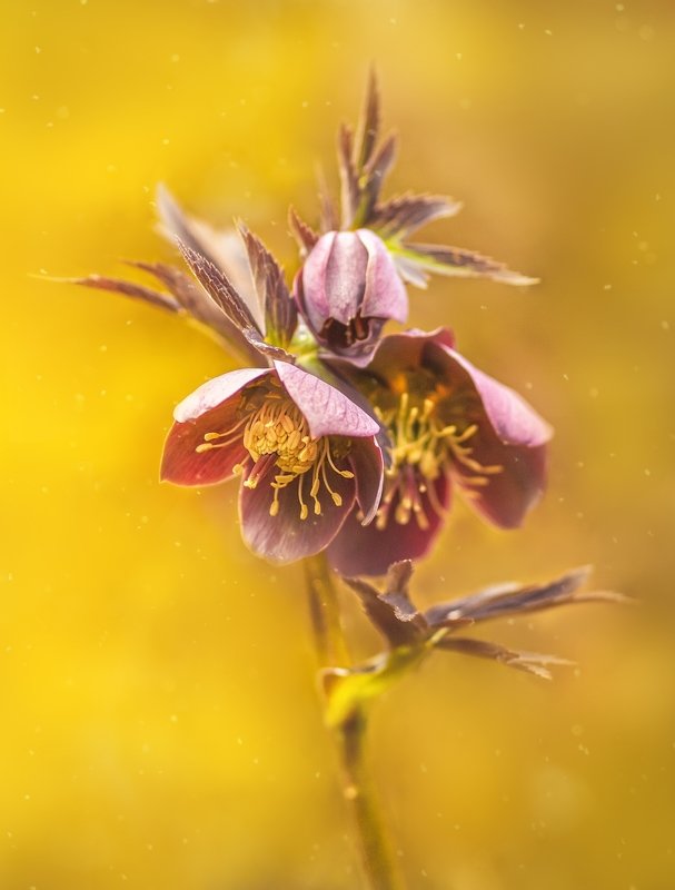 цветы ,морозник ,чемерник ,боржава , украина,helleborus, ukraine, flover Морозник .Чемерник (Helleborus)photo preview